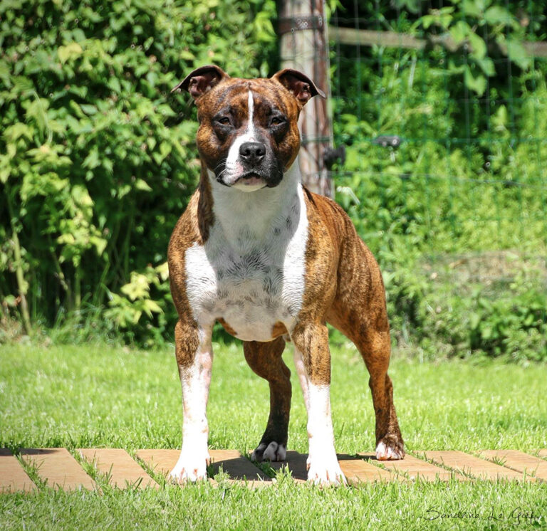 18588679_1581160221895518_6673220162358486143_o