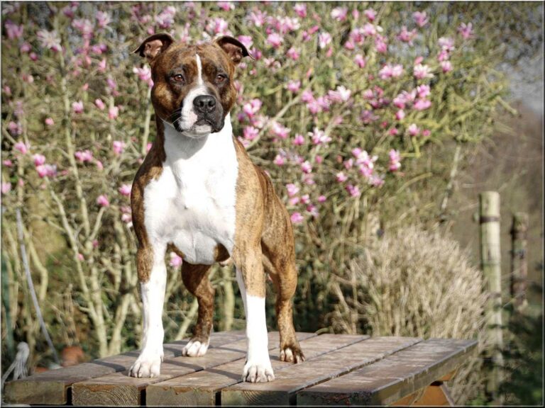 54520270_2402718589739673_8860586994154078208_o