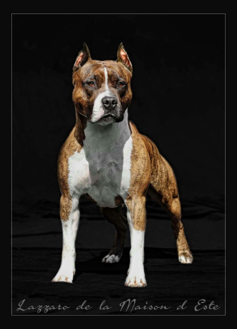 56281523_1151029908410880_6952153980239609856_o