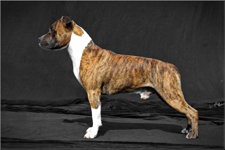 56457771_2426174324060766_3398757850690879488_n