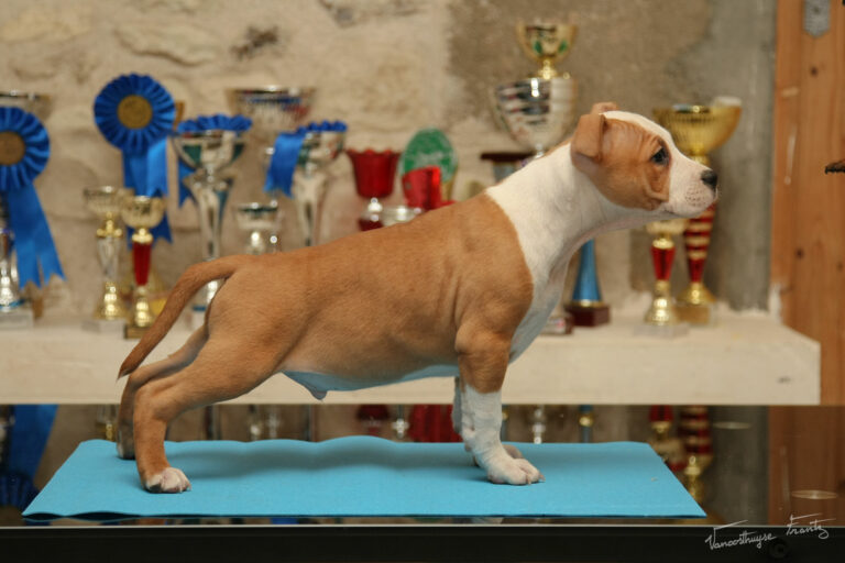 Nicephore_de_la_Maison_dEste-1