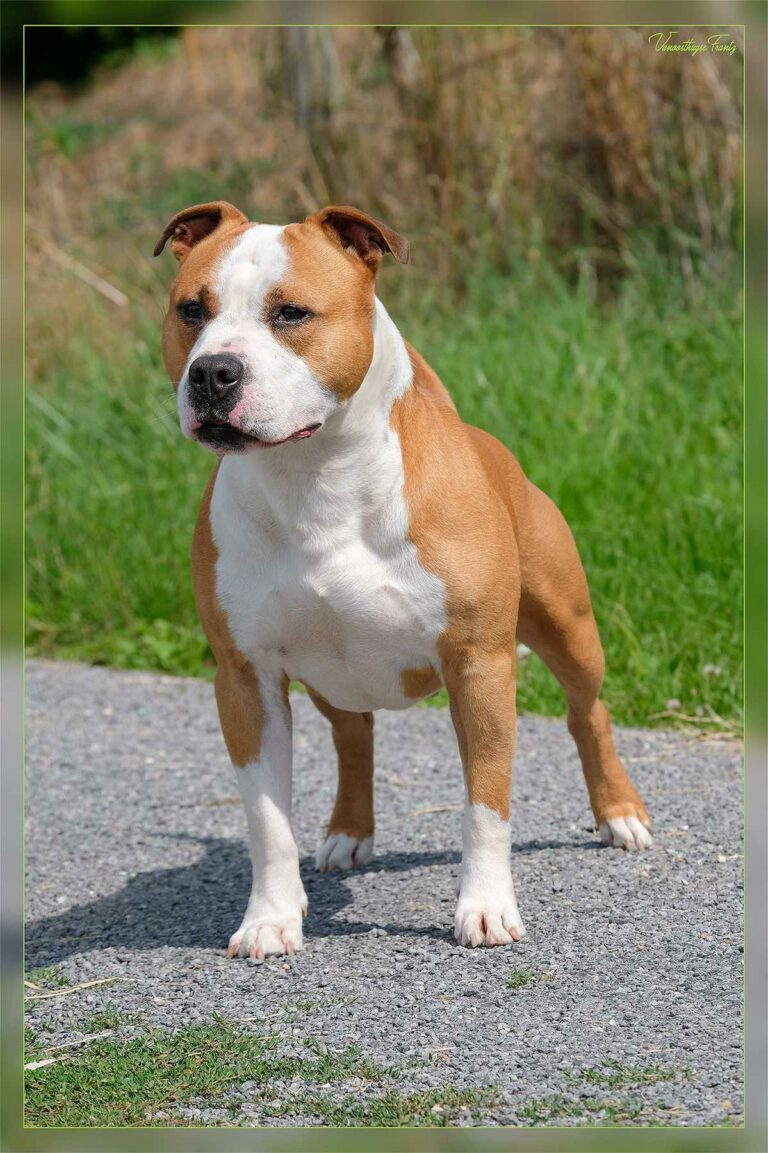 Nicephore_de_la_Maison_dEste