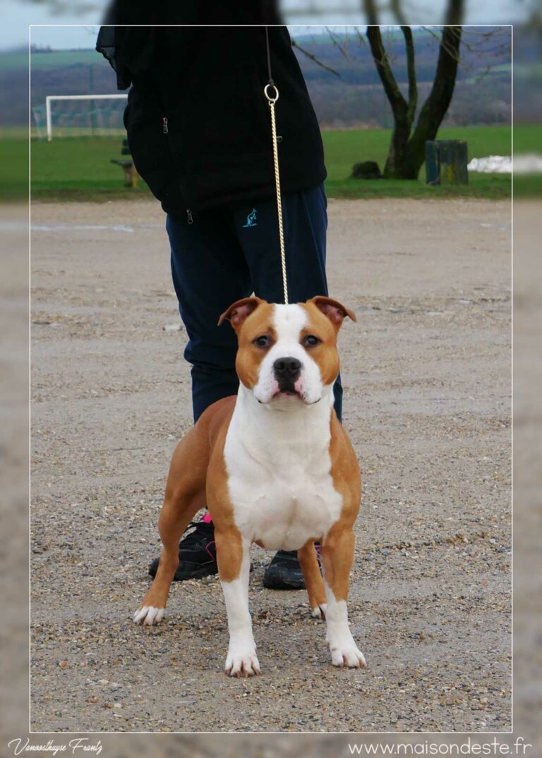 Nicephore_de_la_Maison_dEste_10