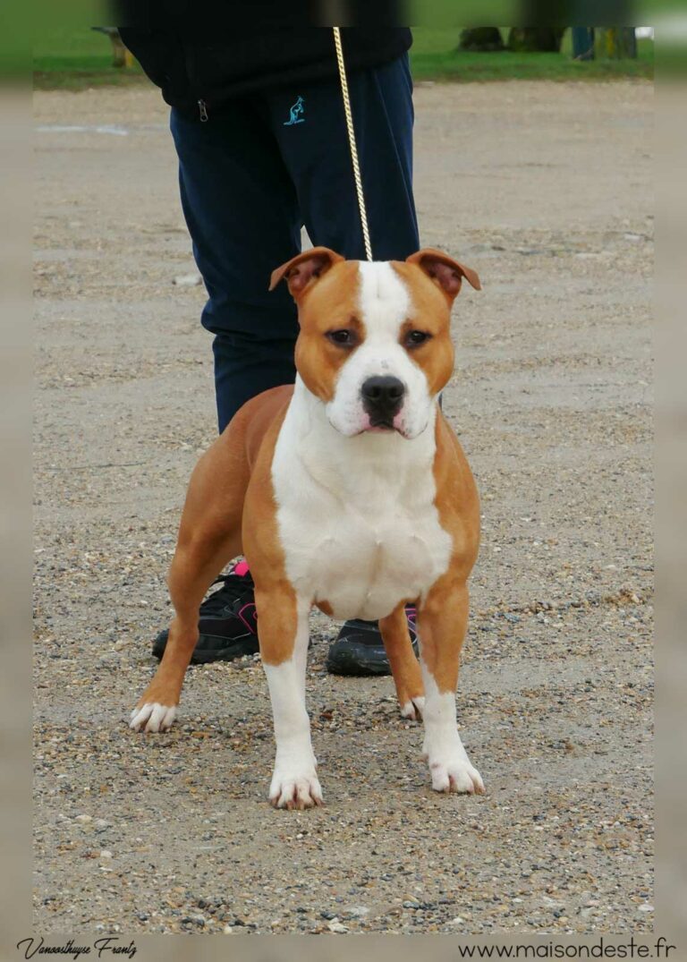 Nicephore_de_la_Maison_dEste_11