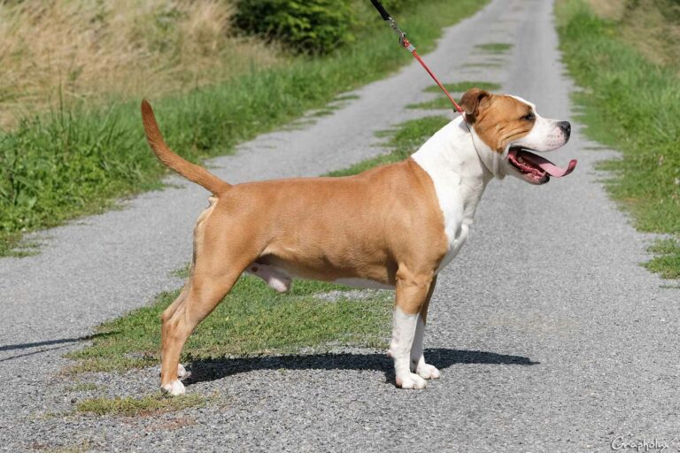 Nicephore_de_la_Maison_dEste_12