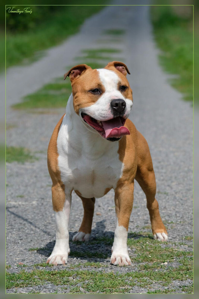 Nicephore_de_la_Maison_dEste_13