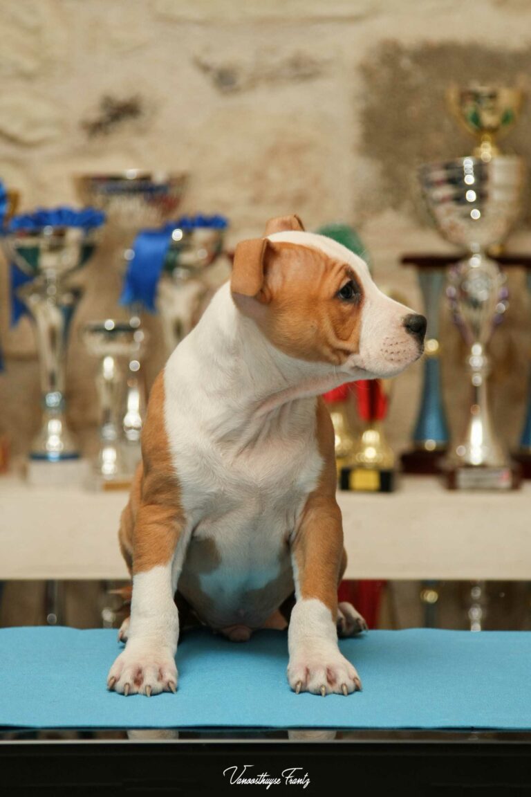 Nicephore_de_la_Maison_dEste_3