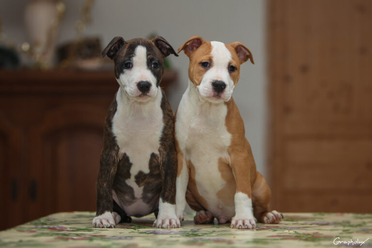 Nicephore_de_la_Maison_dEste_4