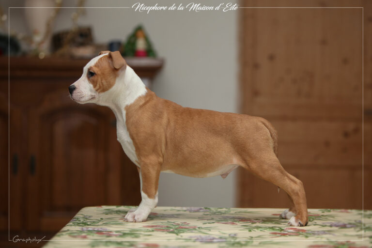 Nicephore_de_la_Maison_dEste_5