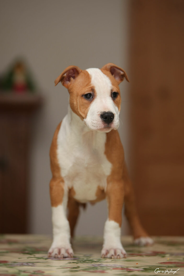 Nicephore_de_la_Maison_dEste_6