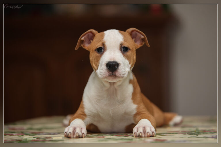 Nicephore_de_la_Maison_dEste_7