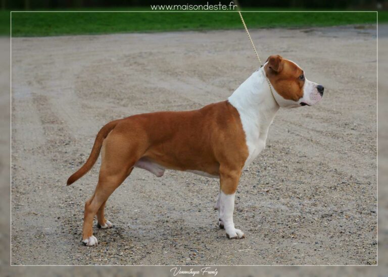 Nicephore_de_la_Maison_dEste_8