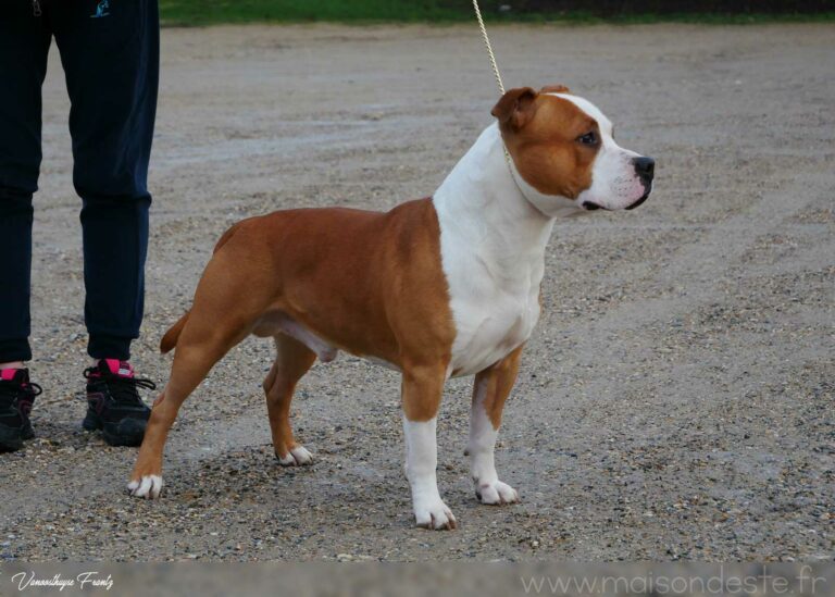 Nicephore_de_la_Maison_dEste_9