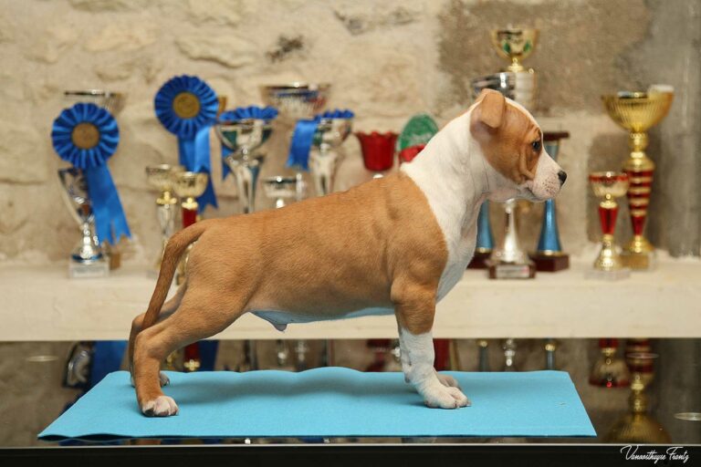 Nicephore_de_la_Maison_d_Este-2