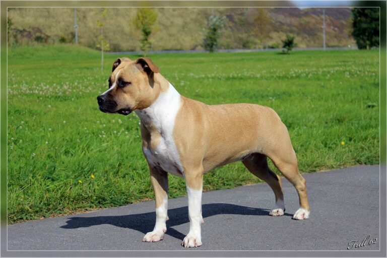 am-staff-intence-dlmde