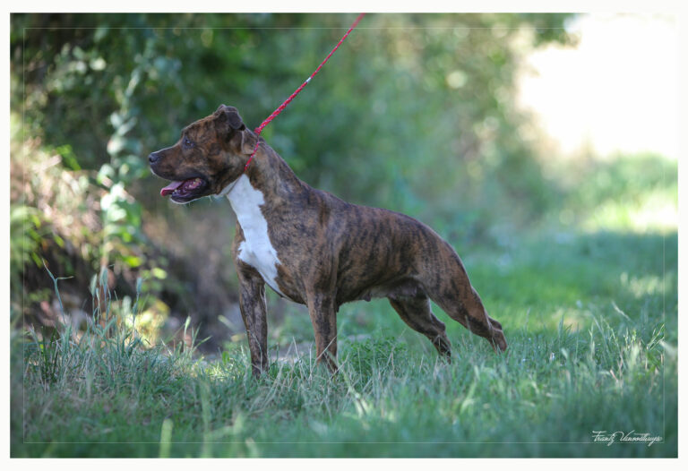 american-staff-lucrece-de-la-maison-deste-10