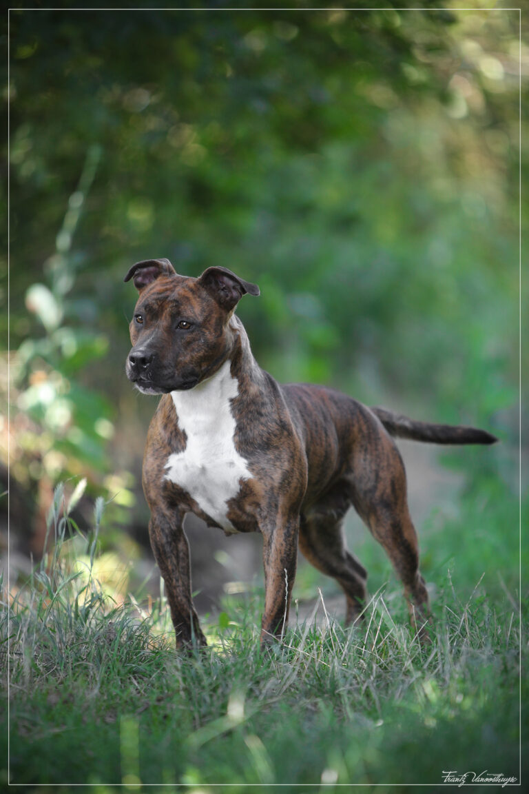 american-staff-lucrece-de-la-maison-deste-11