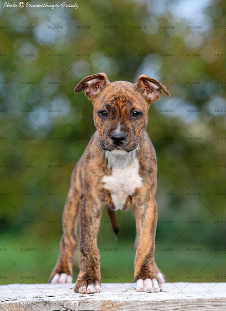 american-staff-lucrece-de-la-maison-deste-12