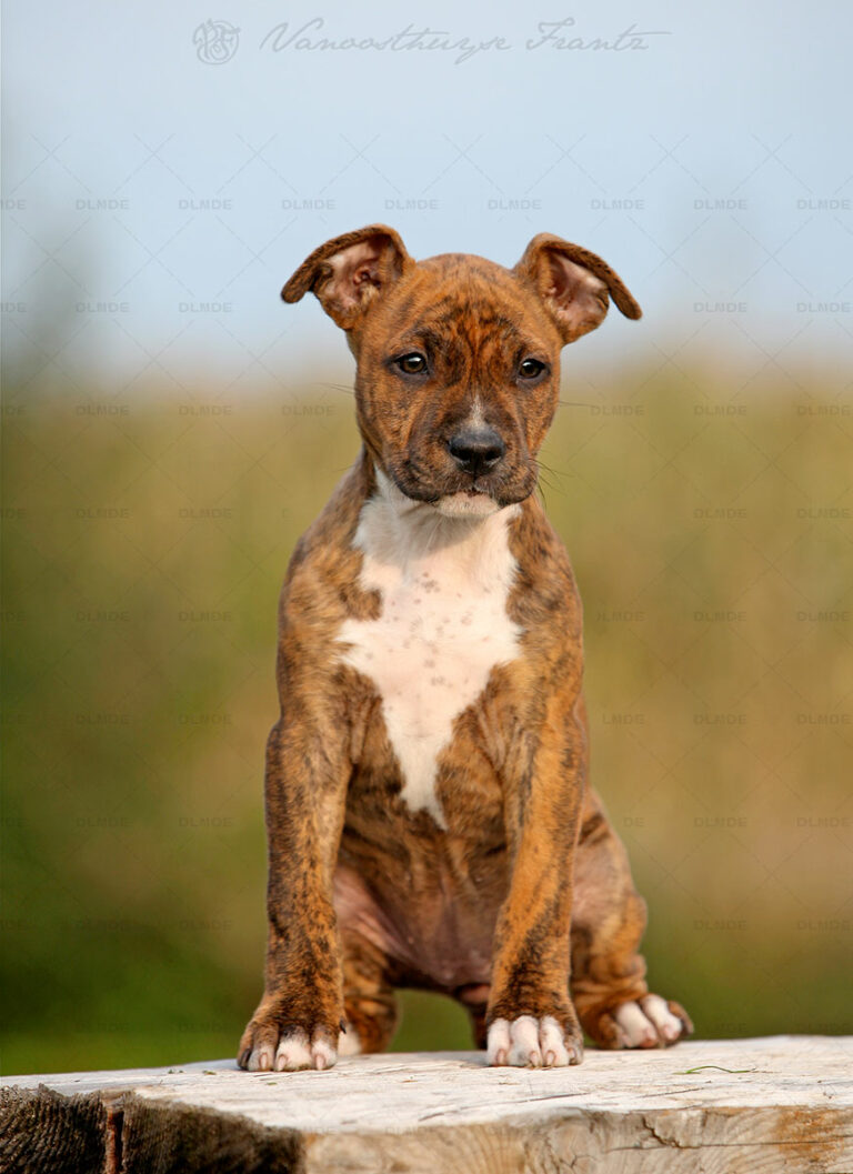 american-staff-lucrece-de-la-maison-deste-13