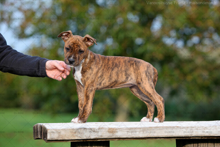 american-staff-lucrece-de-la-maison-deste-14