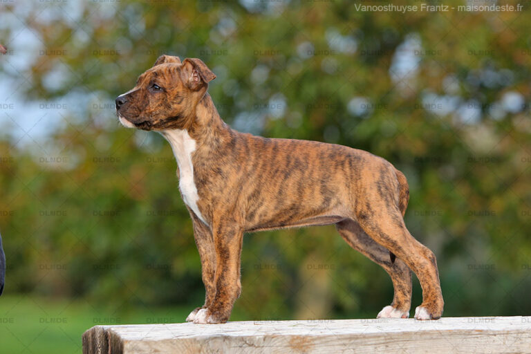 american-staff-lucrece-de-la-maison-deste-15