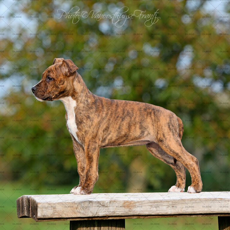 american-staff-lucrece-de-la-maison-deste-16