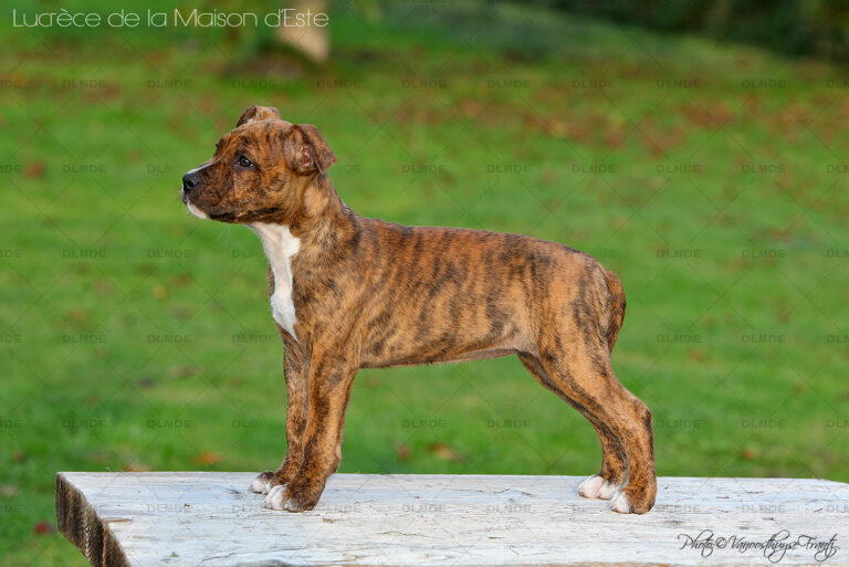 american-staff-lucrece-de-la-maison-deste-18