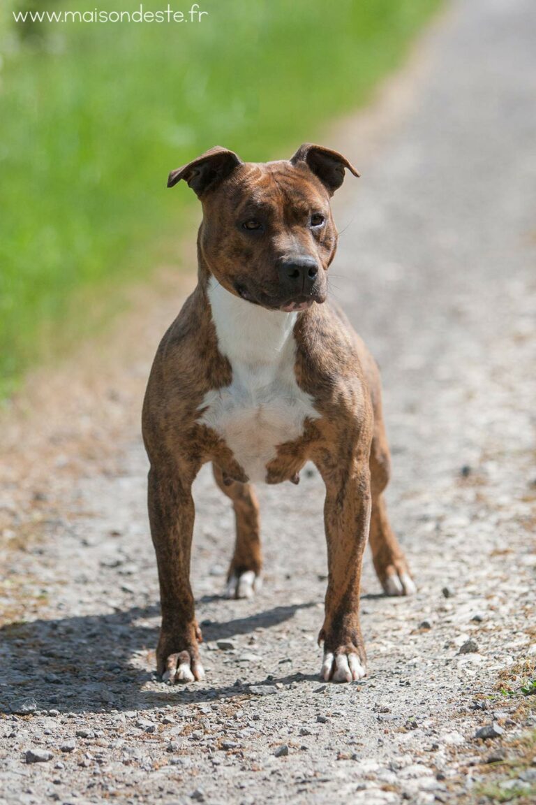 american-staff-lucrece-de-la-maison-deste-2