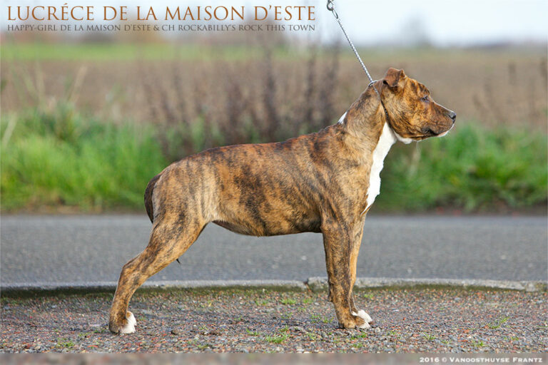 american-staff-lucrece-de-la-maison-deste-21