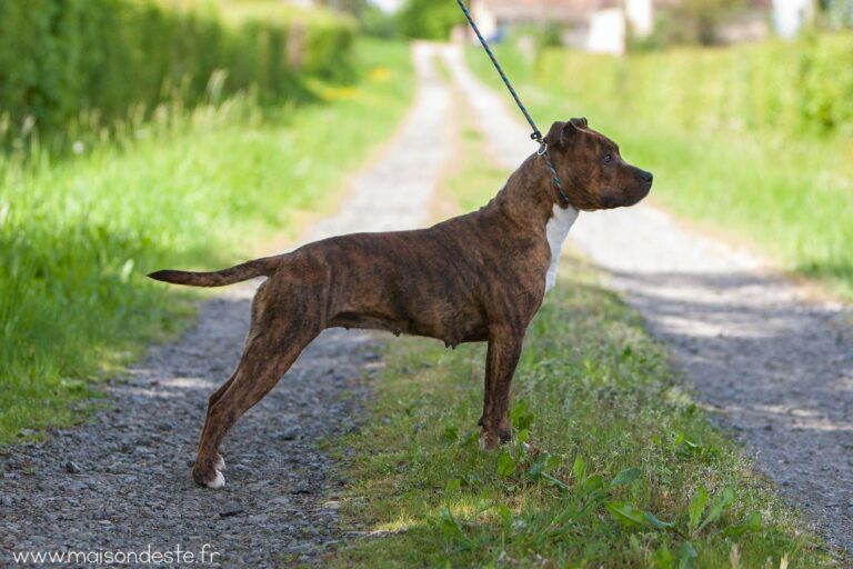 american-staff-lucrece-de-la-maison-deste-3