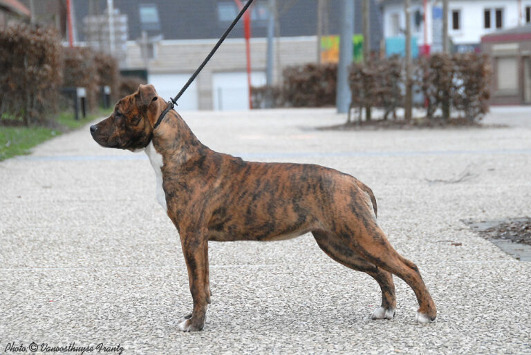 american-staff-lucrece-de-la-maison-deste-6