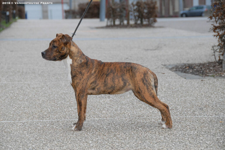 american-staff-lucrece-de-la-maison-deste-7