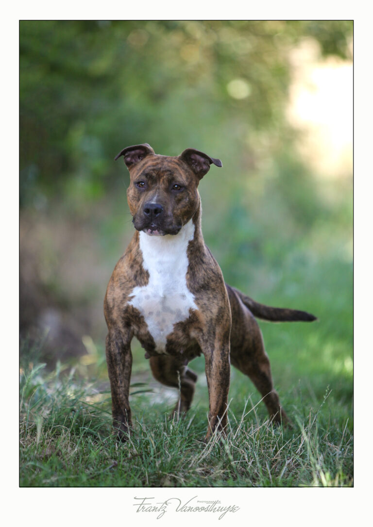 american-staff-lucrece-de-la-maison-deste