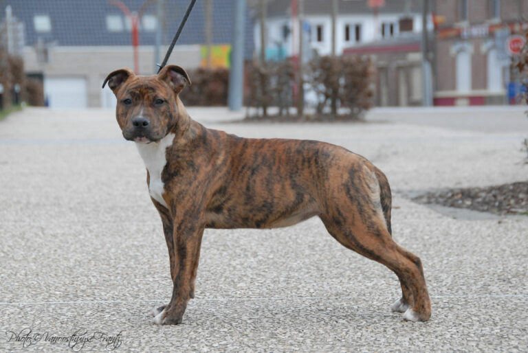 american-staff-lucrece-de-la-maison-deste-8