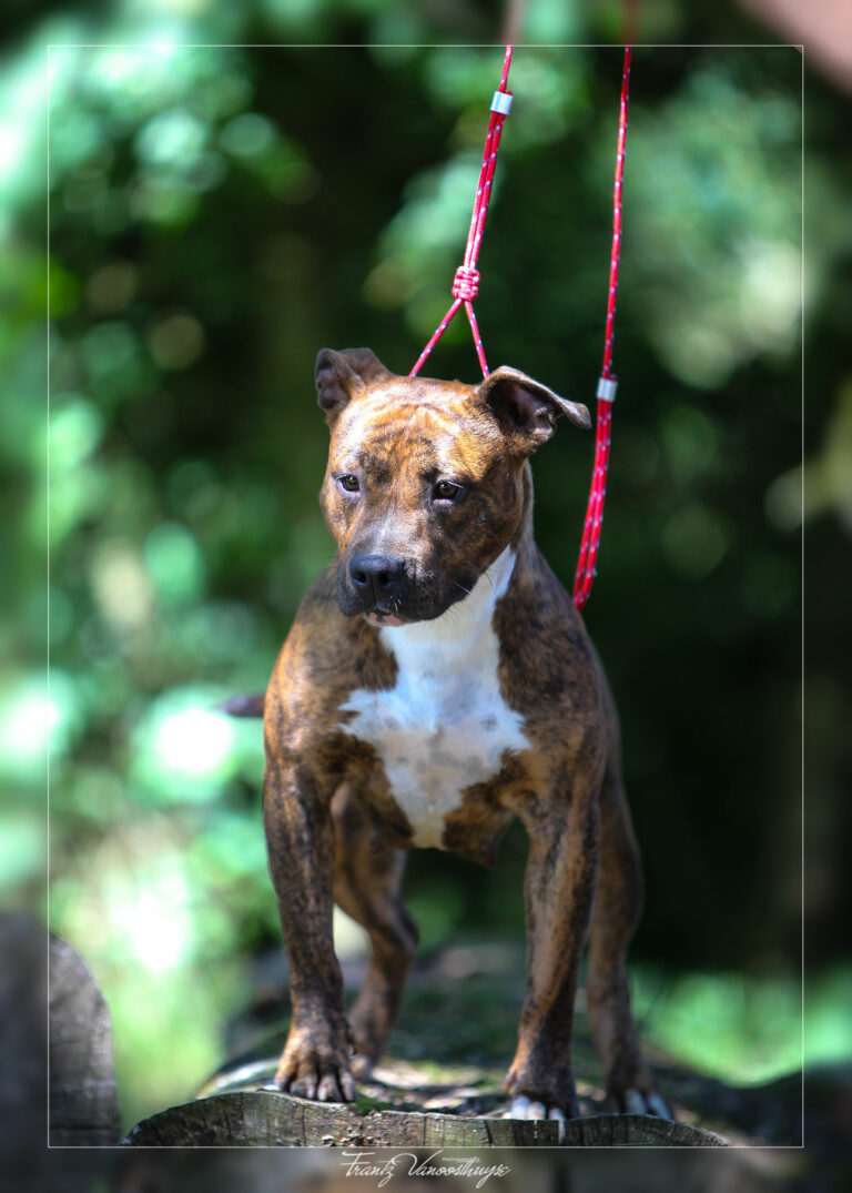 american-staff-lucrece-de-la-maison-deste-9