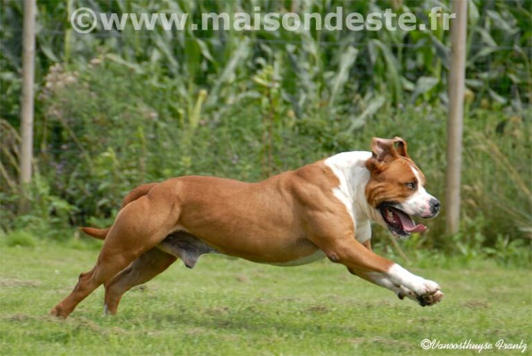 aytor-de-la-maison-deste1