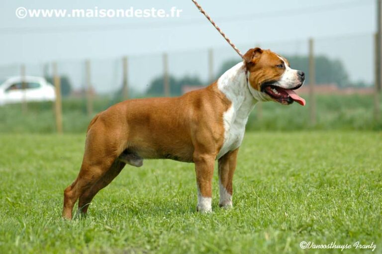 aytor-de-la-maison-deste11