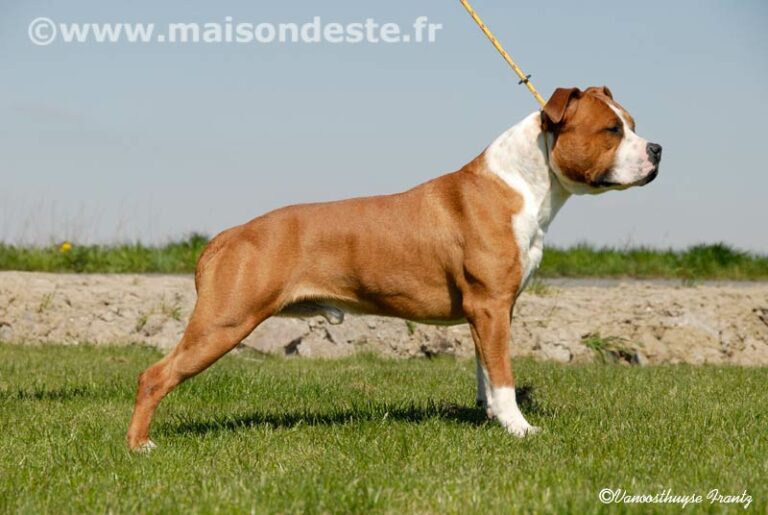 aytor-de-la-maison-deste12