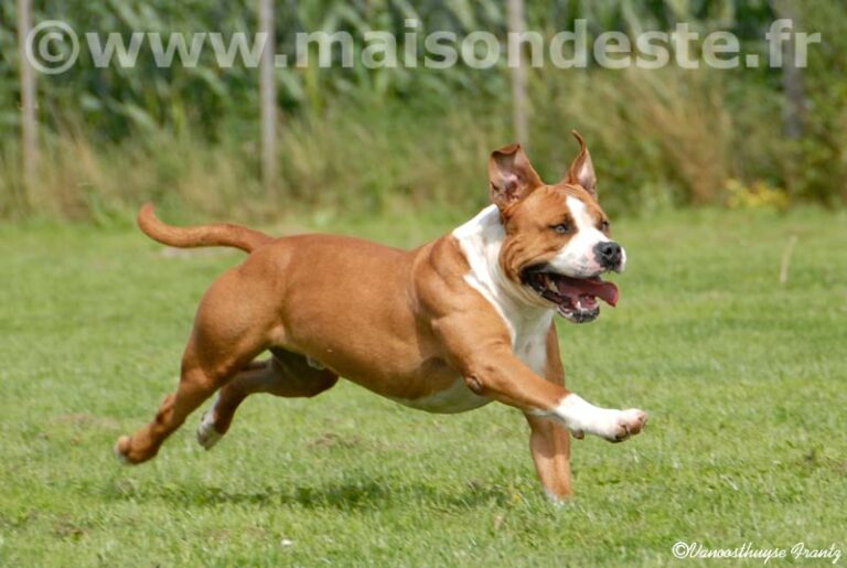 aytor-de-la-maison-deste3