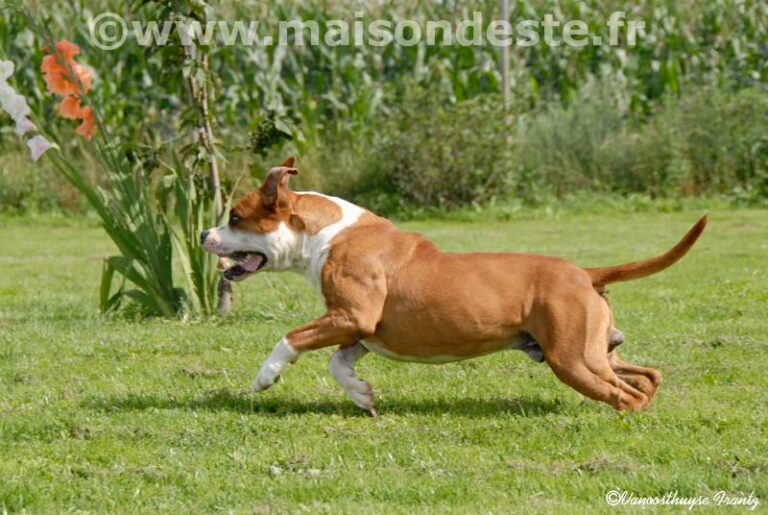 aytor-de-la-maison-deste5