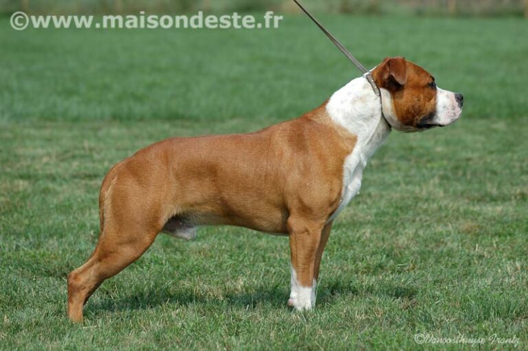 aytor-de-la-maison-deste8