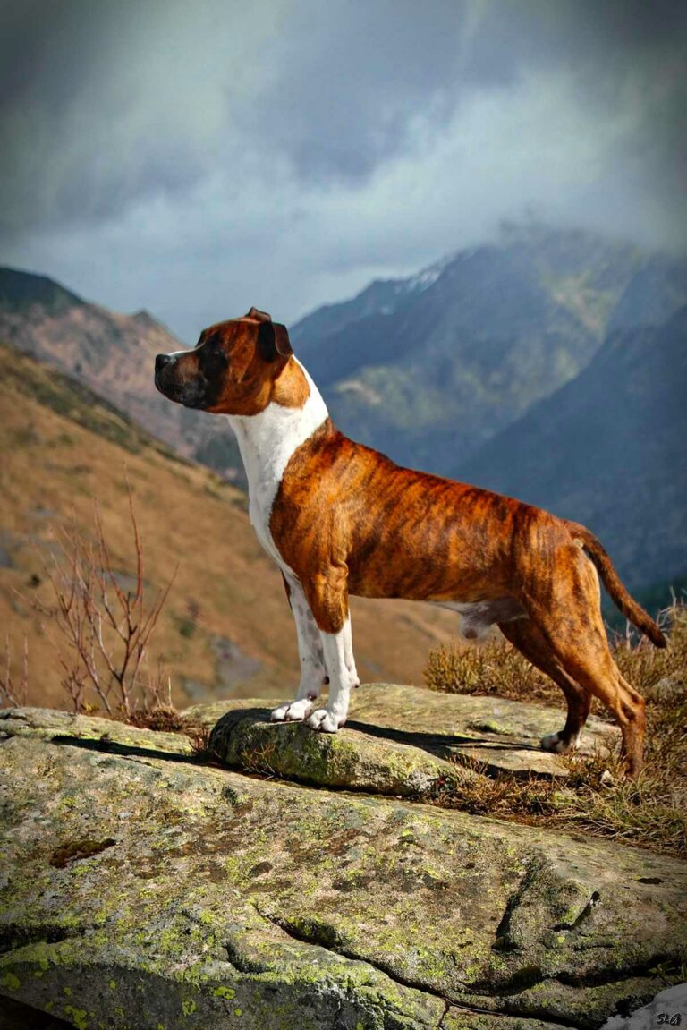 lazzaro-de-la-maison-deste-american-staffordshire-terrier