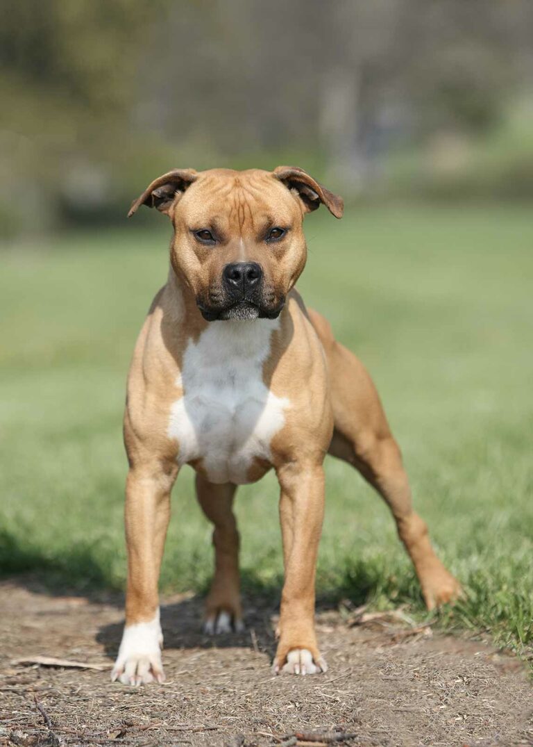 marton-tiger-de-la-maison-d-este-american-staffordshire-terrier