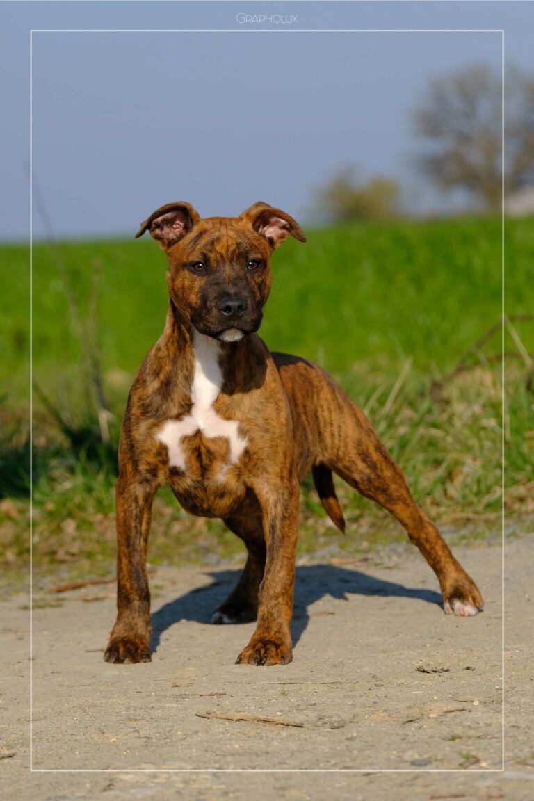 sohcra-de-la-maison-d-este-am-staff