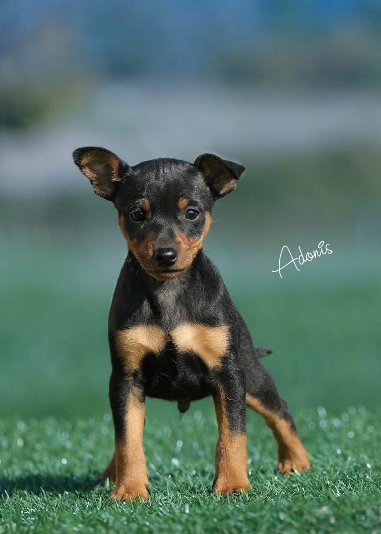 web-Adonis-(pleum-&-Tebello)_DSF1499