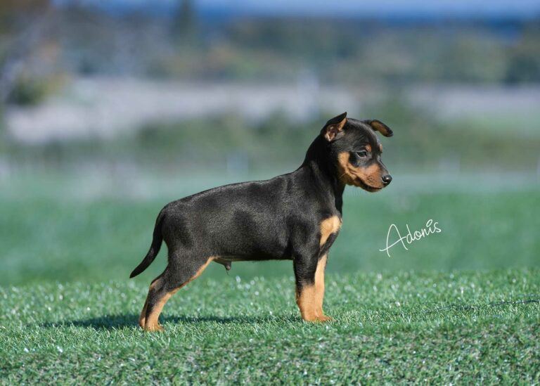 web-Adonis-(pleum-&-Tebello)_DSF1519