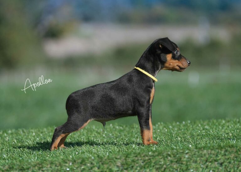 web-Apollon-(pleum-&-Tebello)_DSF1460-2