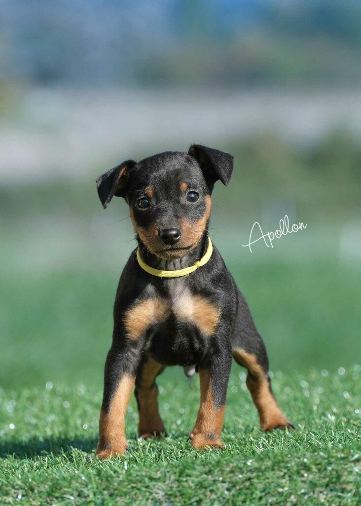 web-Apollon-(pleum-&-Tebello)_DSF1487