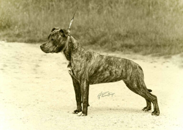 web-insta-nb-dscf3574ubba--serca-x-marton