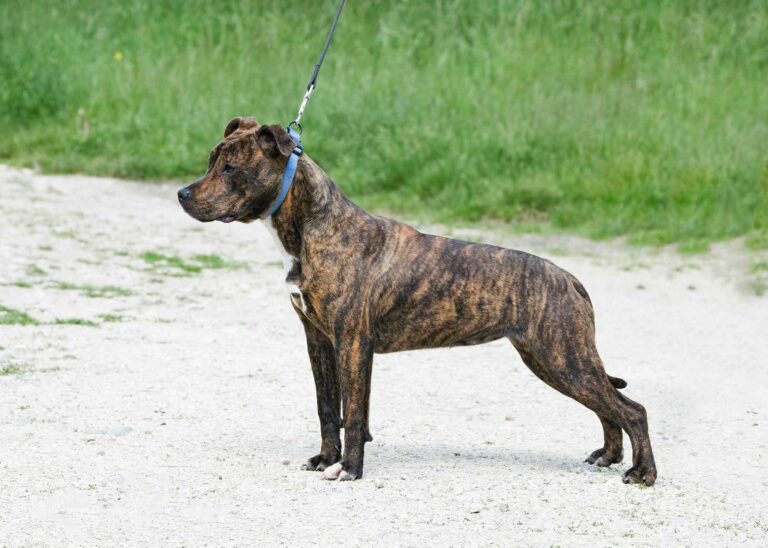 web-instadscf3574ubba--serca-x-marton